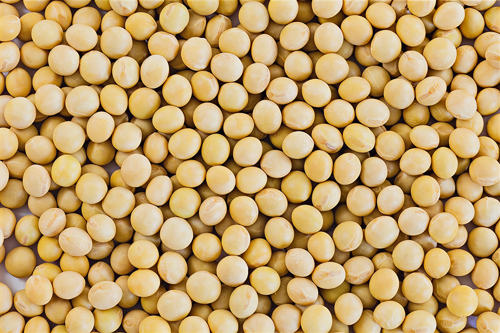 AdobeStock_274388994 Soy Seeds 1