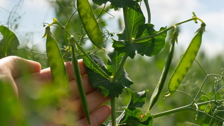 Hand inspecting pea pods on the vine in the field
