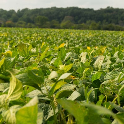 a closeup of a soy plant against a dark backdrop