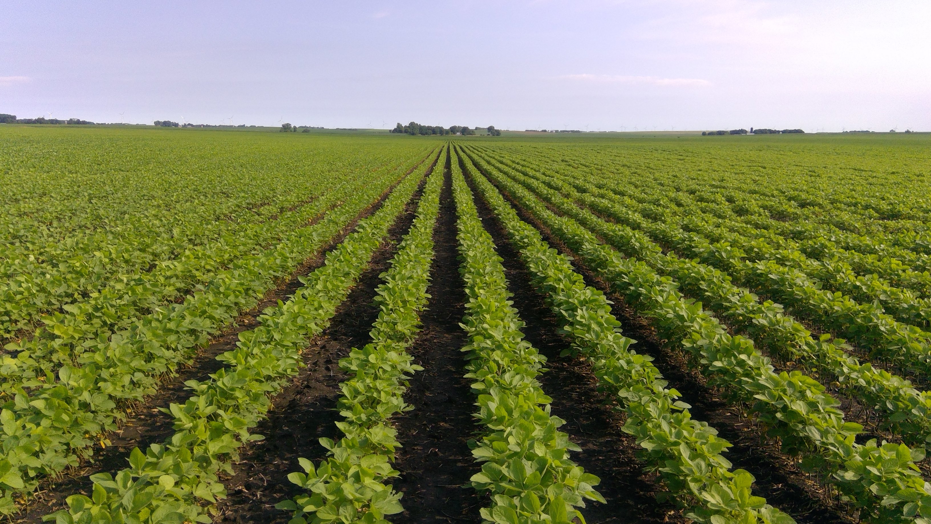 Rows of organic soybeans in a field at golden hour