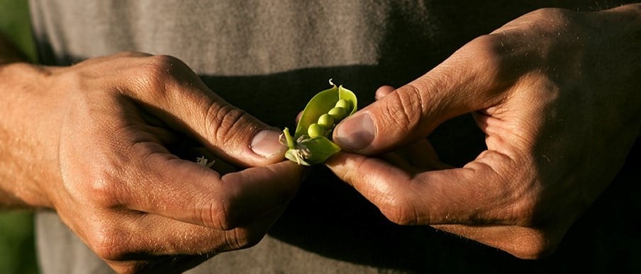 PURIS-Pea-Plant