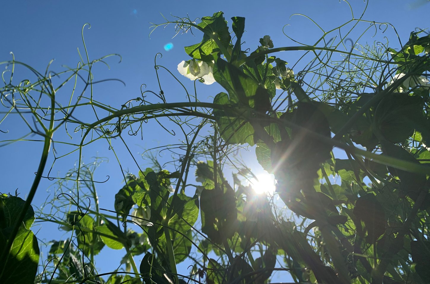Organic pea vines flowering in the field