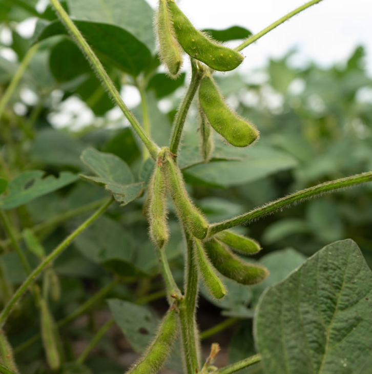 Non-GMO soybean plant with developing pods