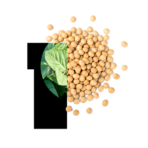 Non-GMO soybeans