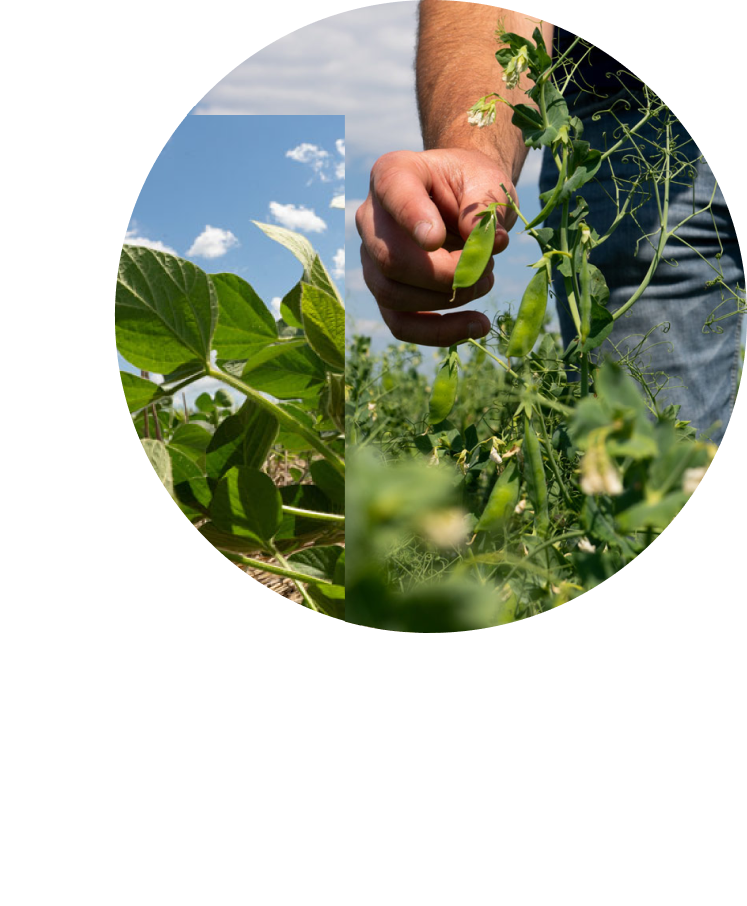 Farmer harvesting yellow field pea crop for food-grade production