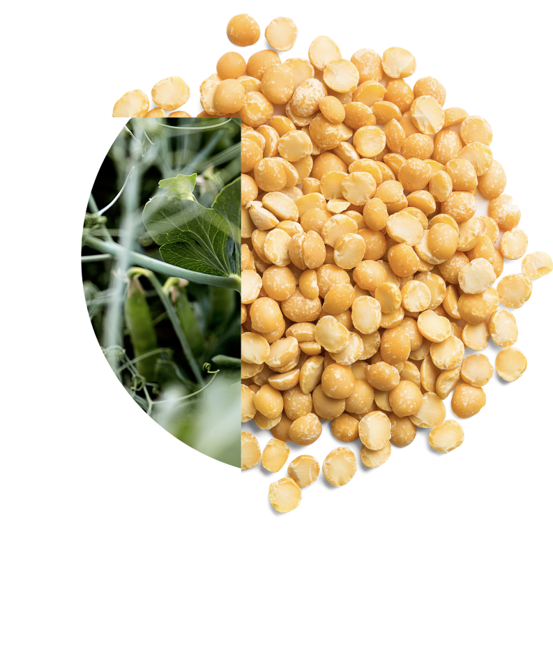 PURIS peas