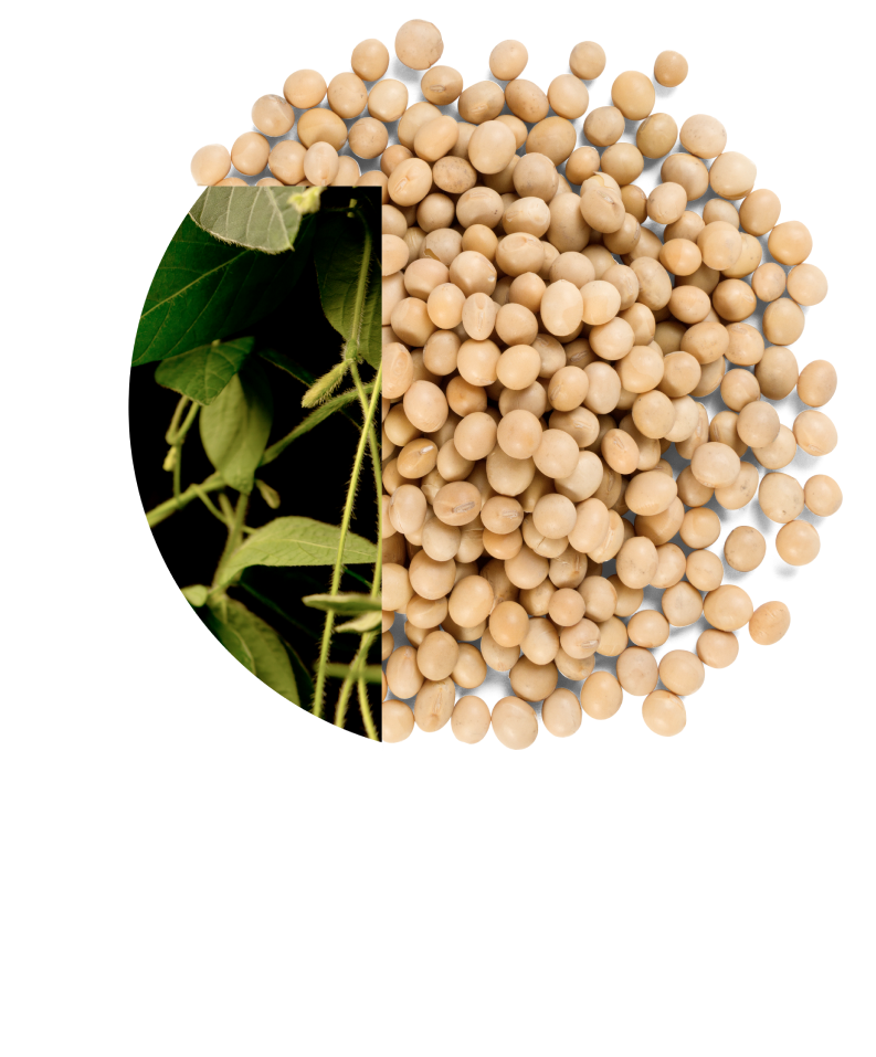 Hero_Soybean