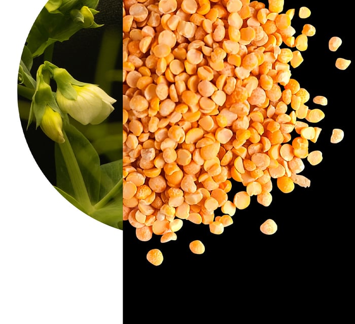 PURIS growers program yellow pea seeds