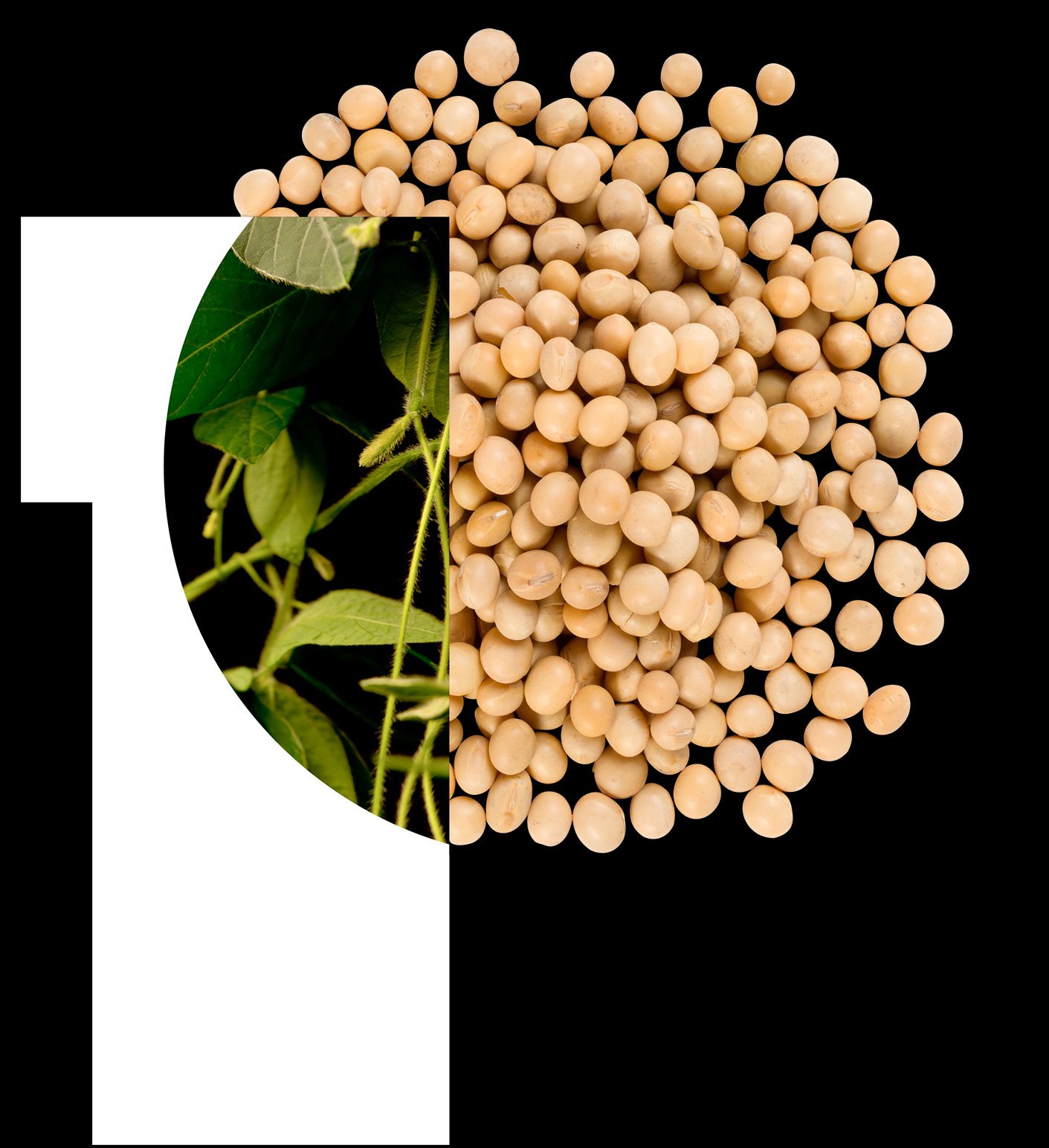 featured_soy-seeds-2