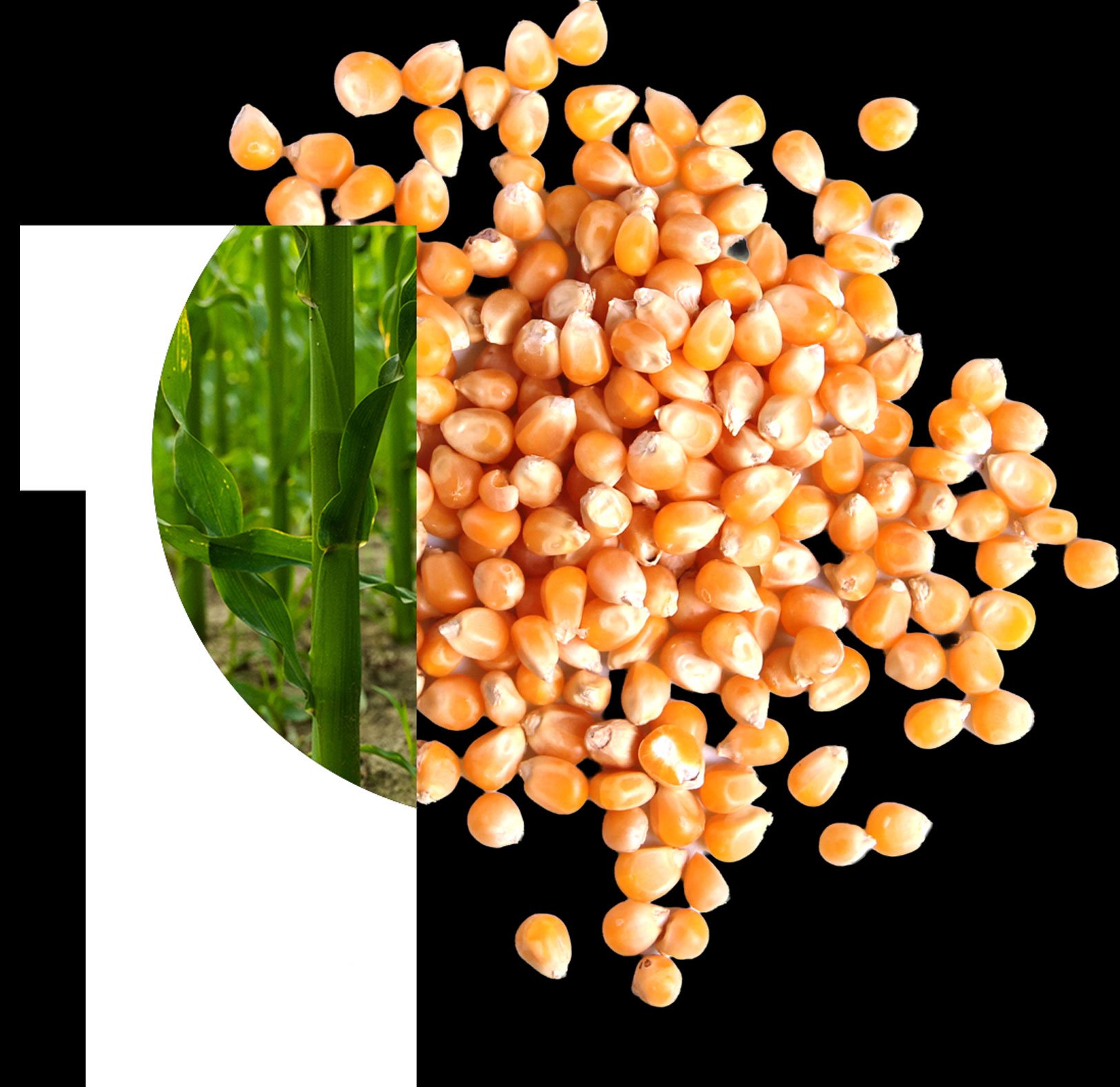 The image shows a logo with the word 'PURIS' in bold letters on a black background. To the left of the text, there is a graphic of a green leaf partially covered by a white and green color block, from which a cluster of pea seeds is spilling out to the right.