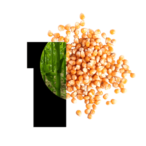 Non-GMO corn hybrids