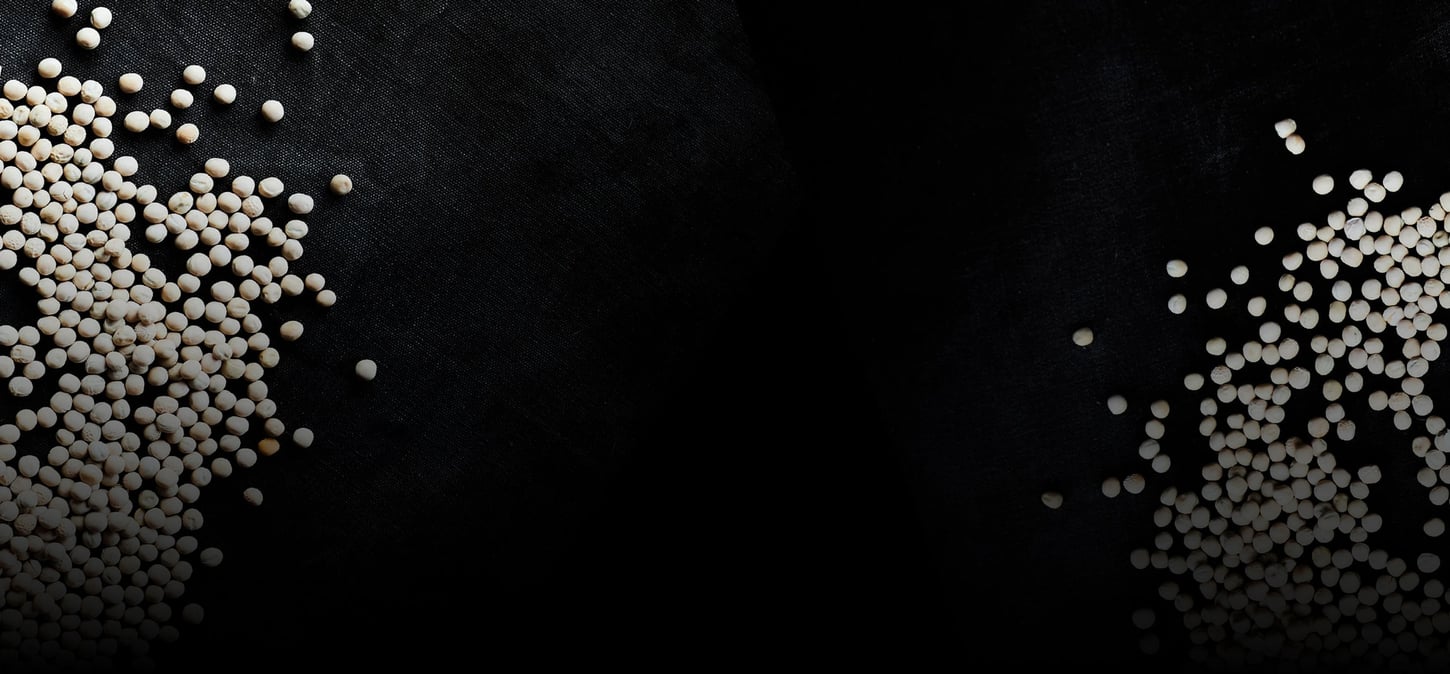 Farmer inspecting yellow field pea crop for food-grade quality