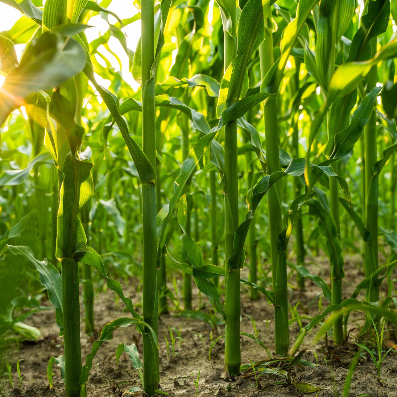 Non-GMO corn hybrid plant in mid-season growth