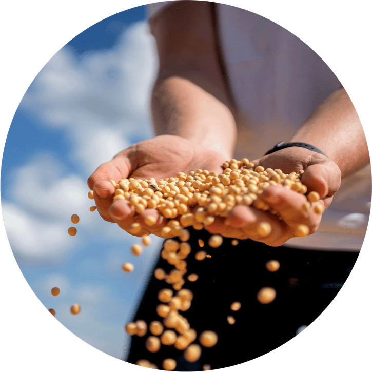 farmer-holding-soybeans