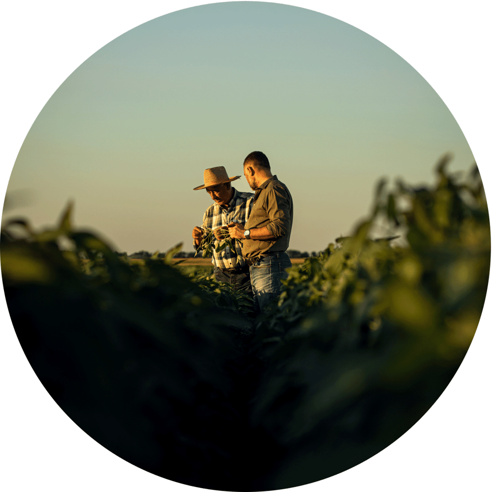 Farmers discussing non-GMO seed selection in field