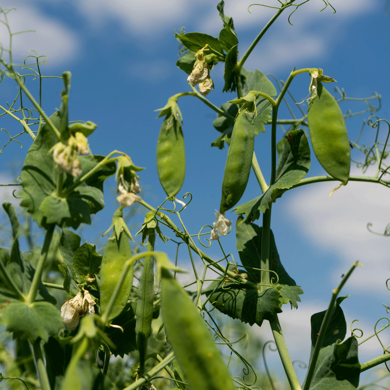 Yellow field pea plant in vegetative growth stage