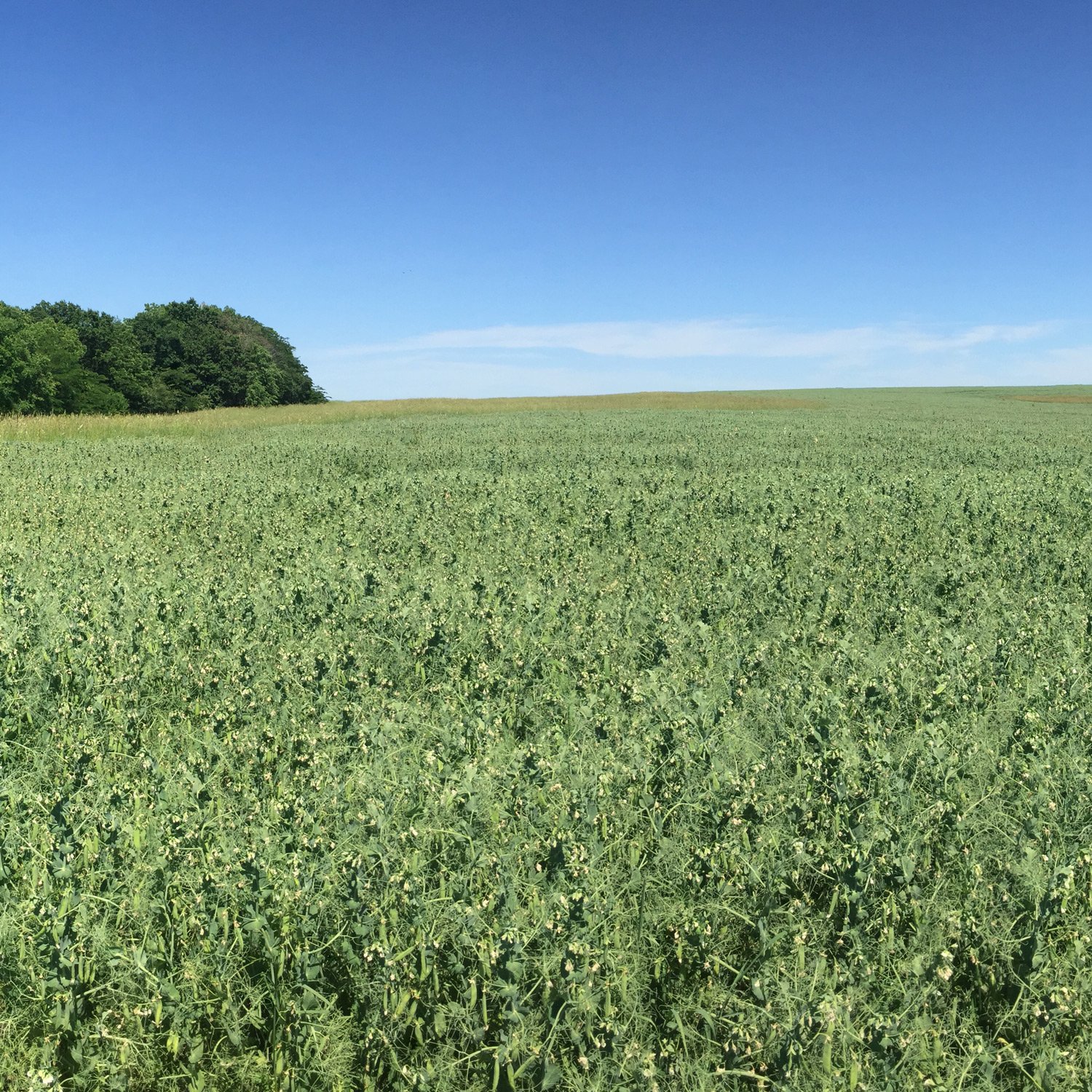 Yellow field pea crop across U.S. growing region