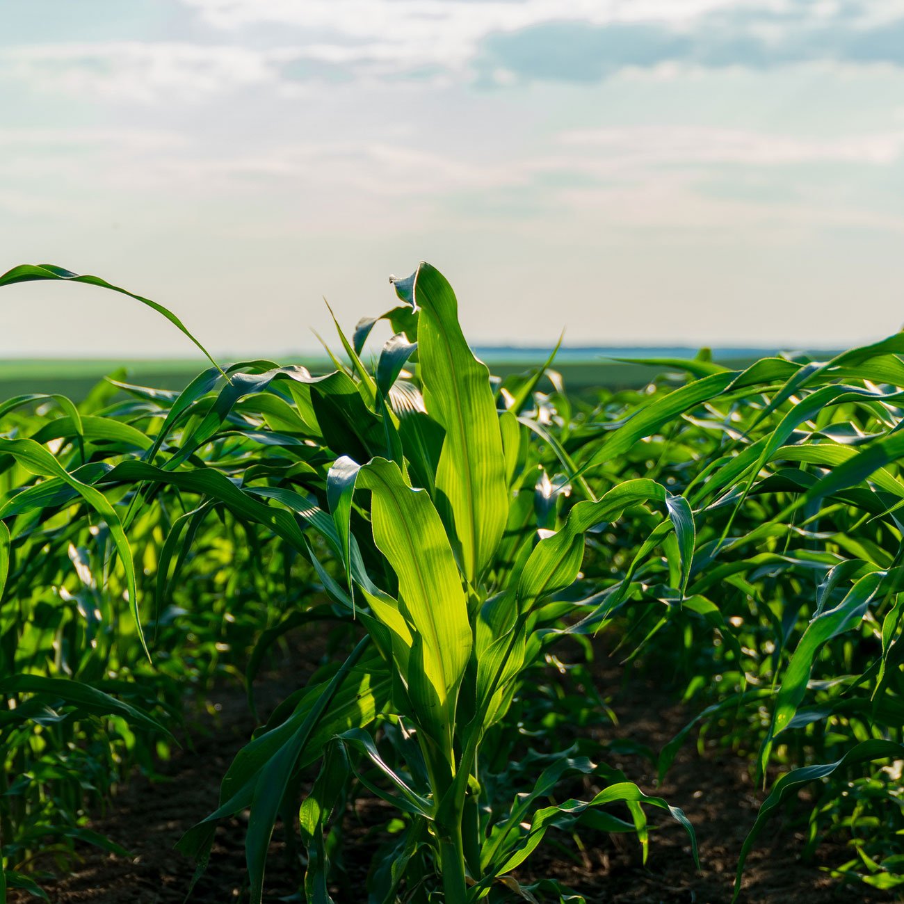 a closeup of a corn plant against a skyline backdrop
