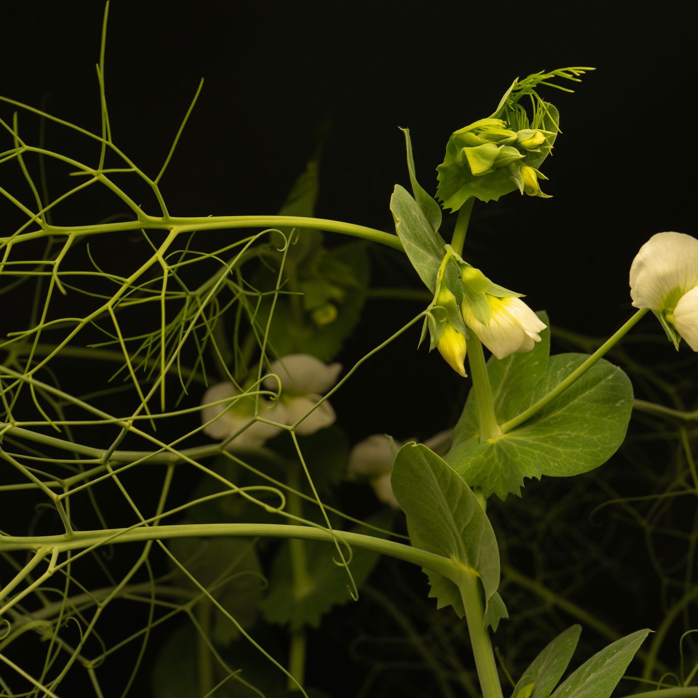 a closeup of a pea plant against a dark backdrop