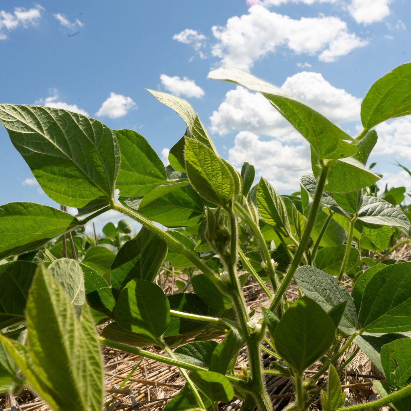 a closeup of a pea plant against a sky background