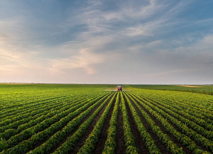 Tractor working the rows of a soybean field at dusk