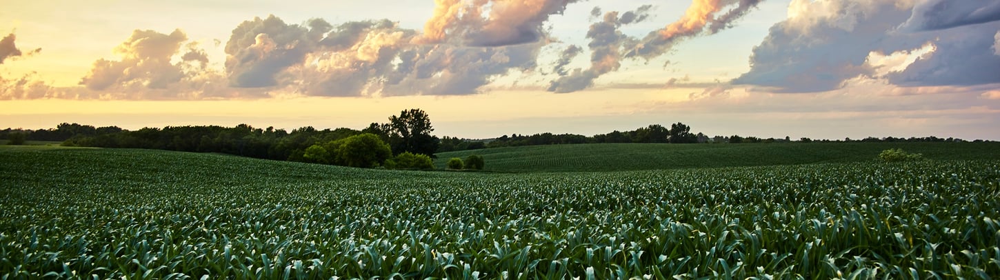 Cornfield at dusk under a colorful sky
