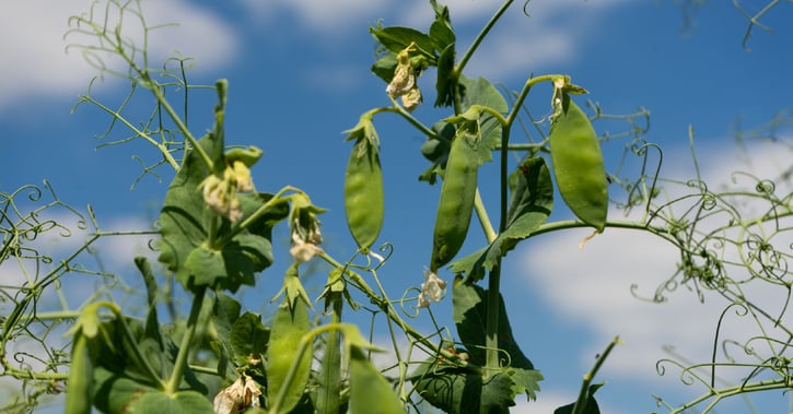yellow-peas-in-field